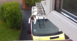 salto-incredibile-gatto-metri-furgone-vialetto-tetto