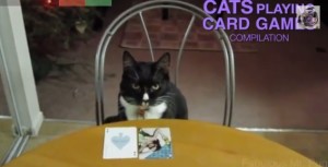 compilation-video-gatti-giocano-carte-poker