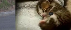 gattino-dorme-sogna-video
