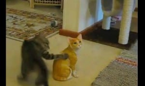 gatto-attacca-statua-video