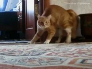 video - gatti pazzi