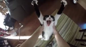 VIDEO - il gatto Franzie ed il suo abbraccio elastico