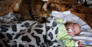 Video - gatto culla e fa addormentare un neonato