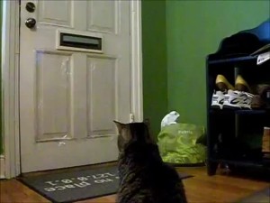 Video - Baron, il gatto che aspetta il postino