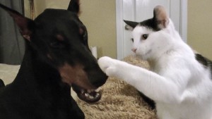 gatto doberman video