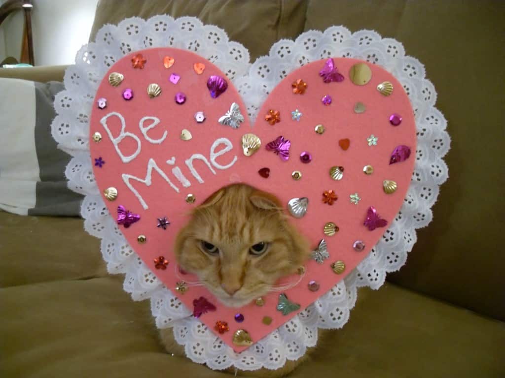 gatto san valentino
