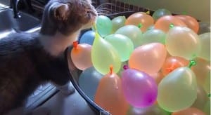 gatto scoppiare palloncini