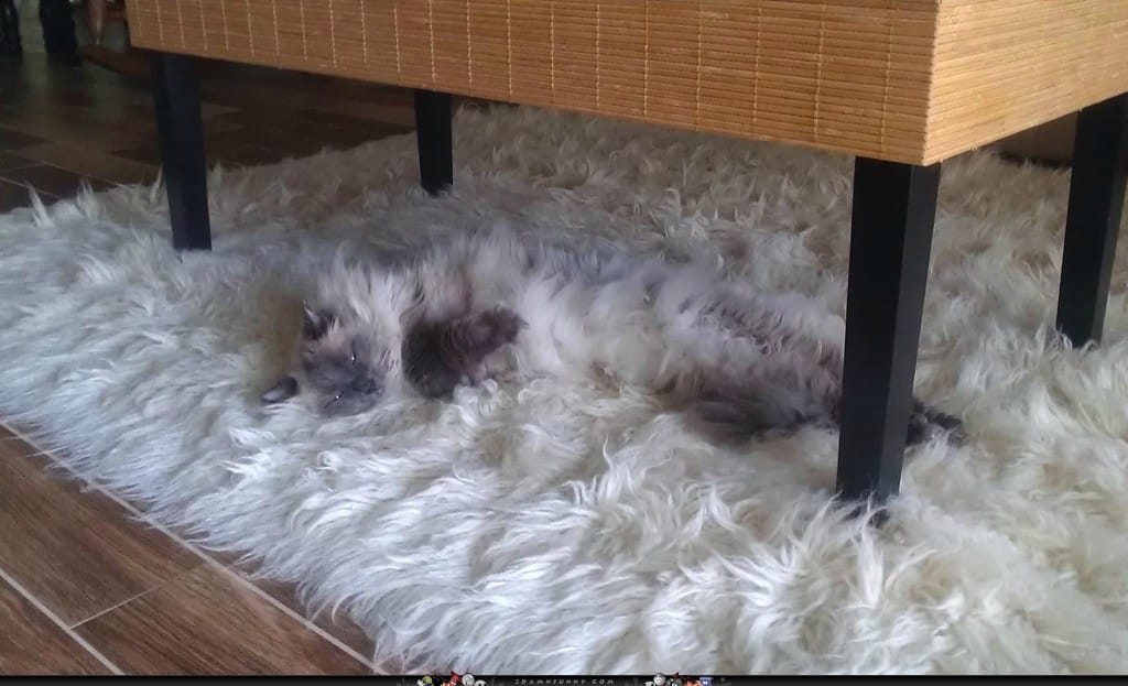 Cat-Goes-Camouflage-1