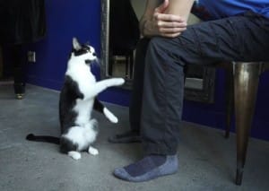 Video - Kodi, il gatto più dolce del mondo
