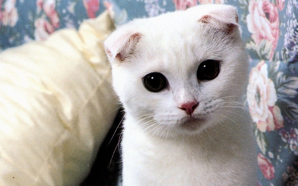 white-scottish-fold-lovely_95171-1280x800