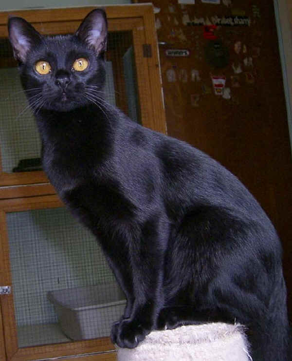 Baffi finti neri vibrisse da gatto con anello da adulto