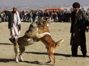 Afghan+Men+Gather+Kabul+Dog+Fight+aqNYHWdhOlRl