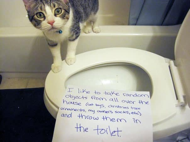 cat-shaming-3(Toilet)