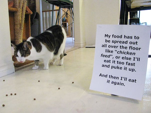 cat-shaming-4(cibo sparso)