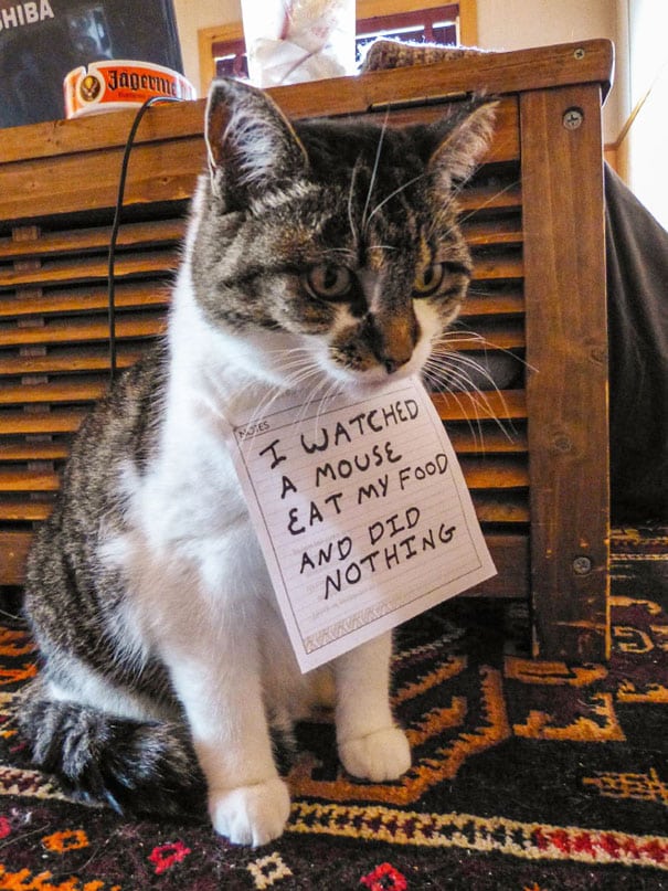 cat-shaming-7(preda2)