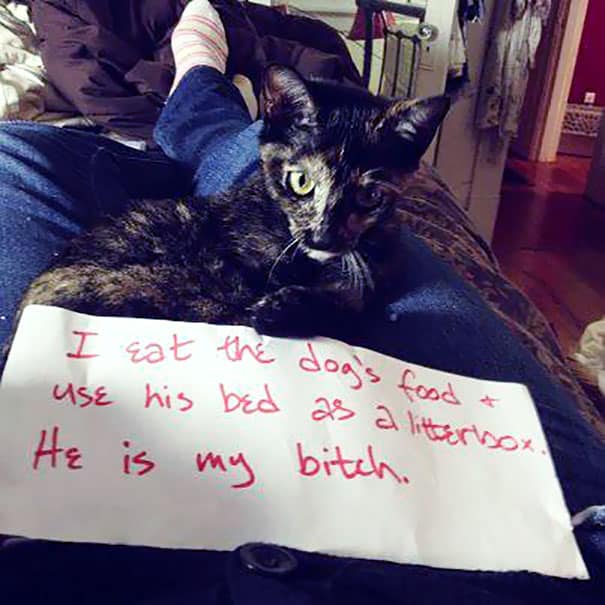 cat-shaming1(Cane1)