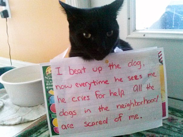 cat-shaming2(Cane2)