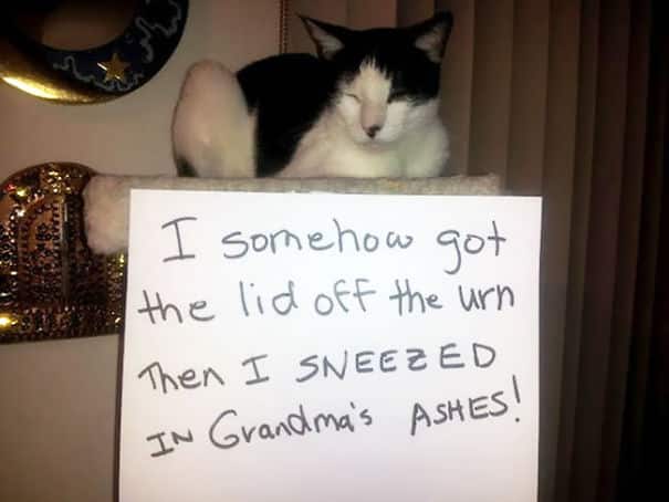 cat-shaming5(ceneri nonna)