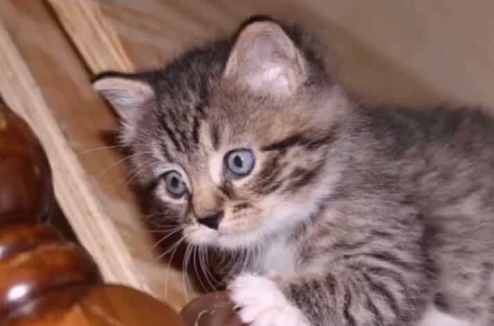 kitten-trapped-in-abandoned-hospital-walls-saved