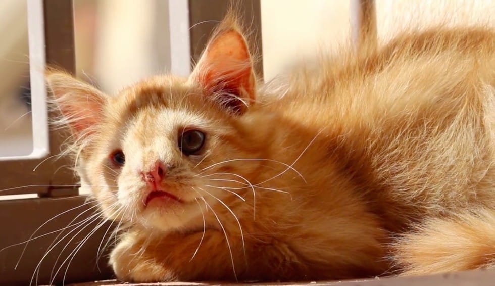 Il gatto è ossessionato dal marito, lei prova a conquistarlo con una barba  finta. Ci sarà riuscita?