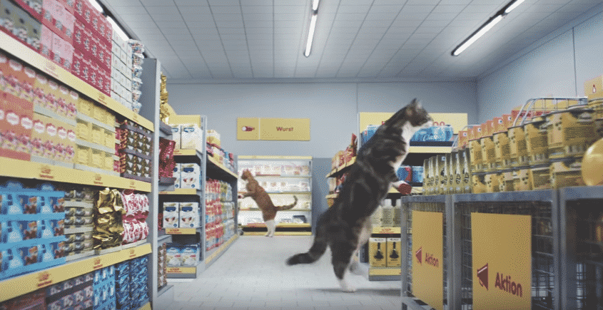 Lo spot tutto felino del Netto Marken, dove i gatti sostituiscono le  persone - G come Gatto