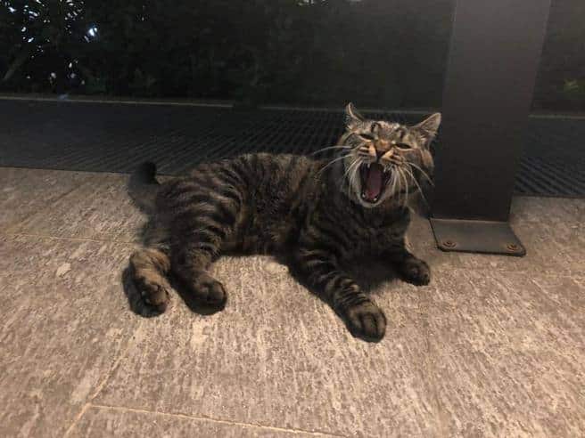 gatto rapito a Milano