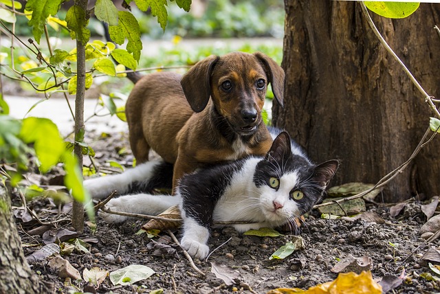 regolamento tutela animali città di Roma