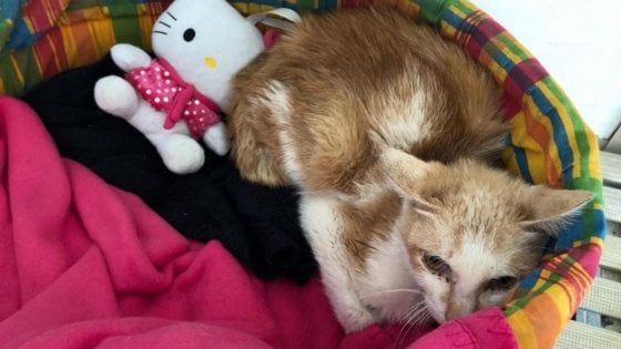 Il gatto arrivato a Milano dalla Cina