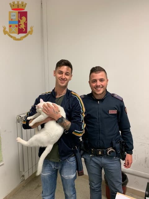 Un gatto smarrito si è presentato alla Polizia