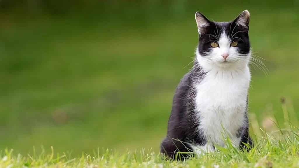 La mascotte del Gruppo Escursionisti Montefiorino