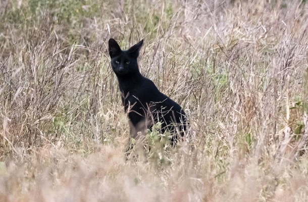 Serval nero