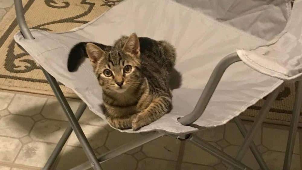 Gatto ha trovato casa entrando dalla finestra