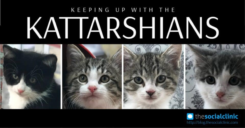 Il reality show felino Kattarshians