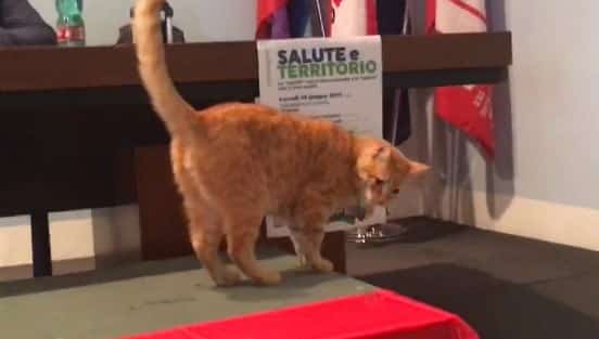 Gatto Rossini al Convegno sulla sanità di Rovigo