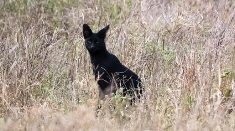 serval nero foto
