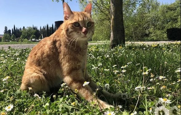 il ritorno alla vita del gatto Lazzaro