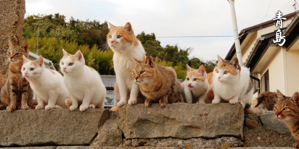 La morìa dei gatti dell'isola giapponese di Aoshima