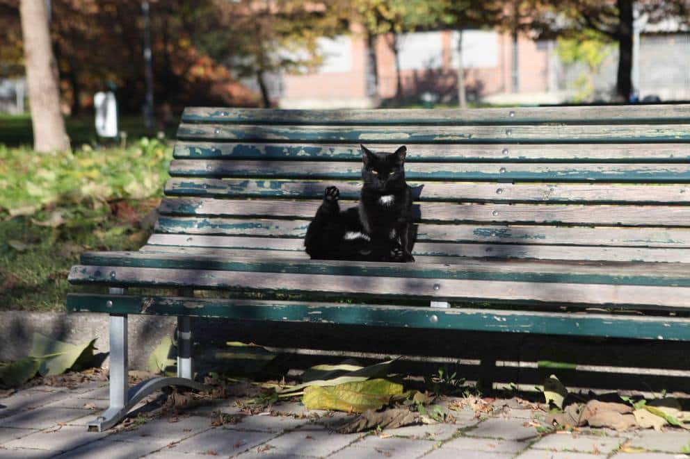 I gatti di via Ripamonti