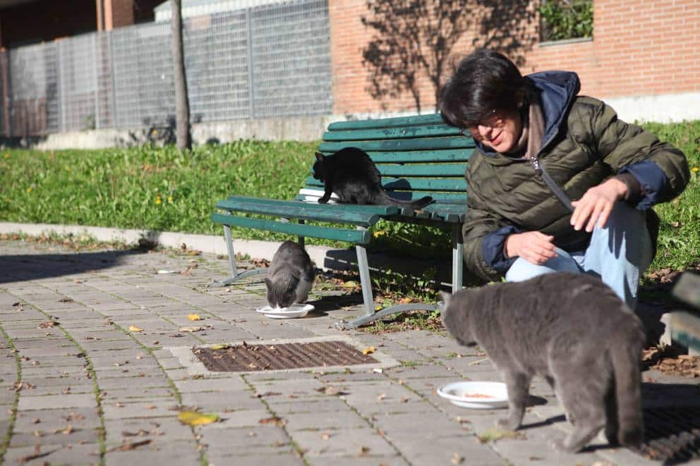 I gatti di via Ripamonti