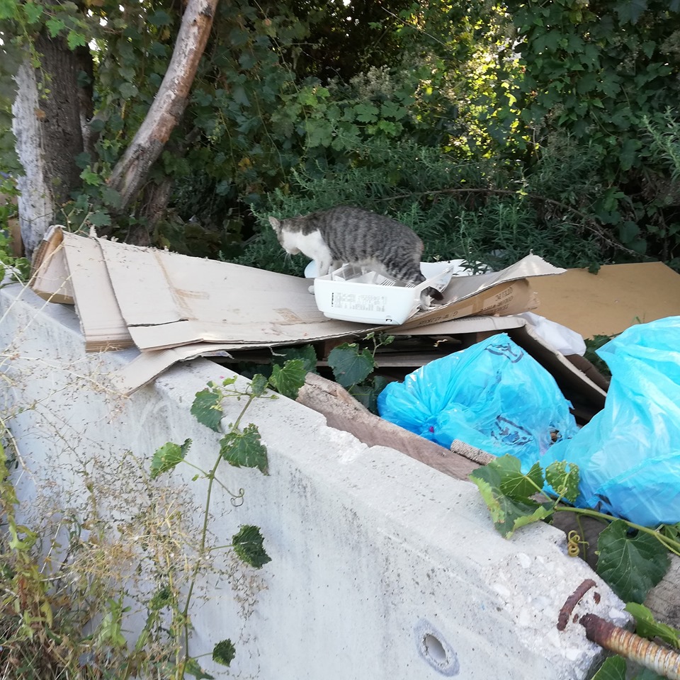 I gatti del campo Rom di Pisa