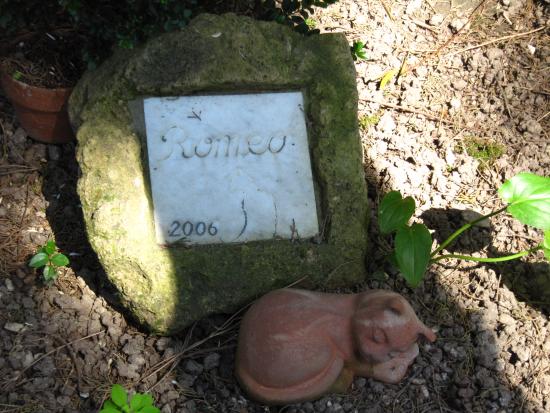 I gatti del Cimitero Acattolico di Roma