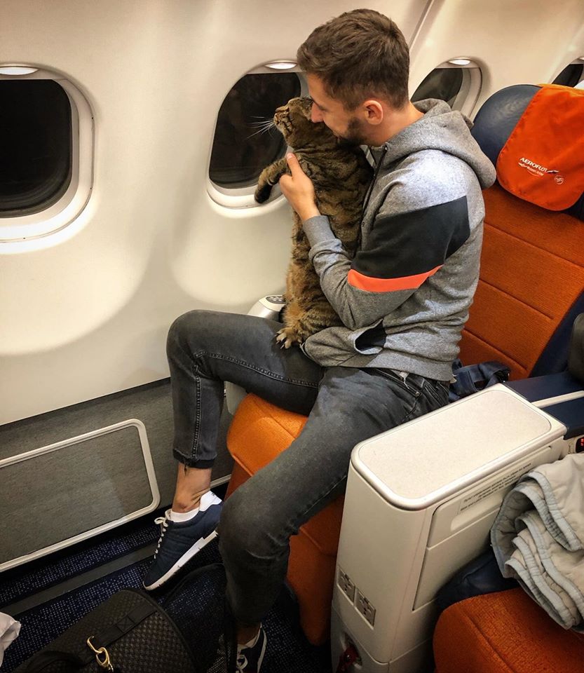 Ha portato illegalmente il gatto in cabina aerea