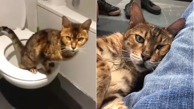 Il gatto Ramen ha imparato da solo a usare il water