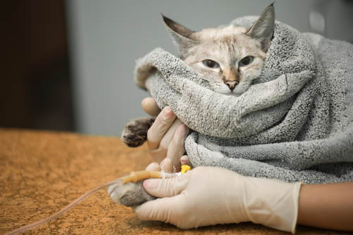 Ha sparato al gatto della vicina