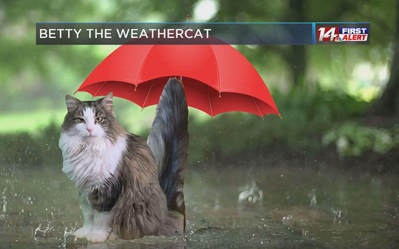 La gatta Betty è una star delle previsioni del tempo