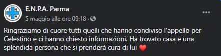 Il gatto Celestino e la sua nuova casa post CoVid