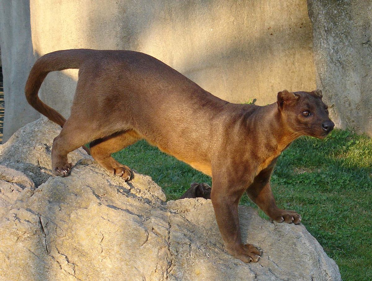 Fossa animale