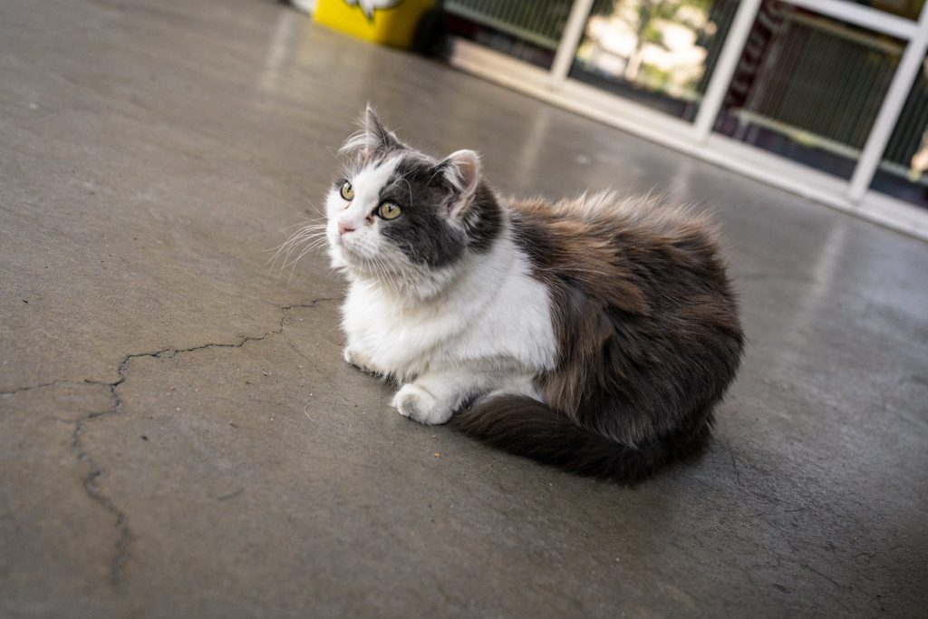 La felina aiutante di Stato Maggiore Lili