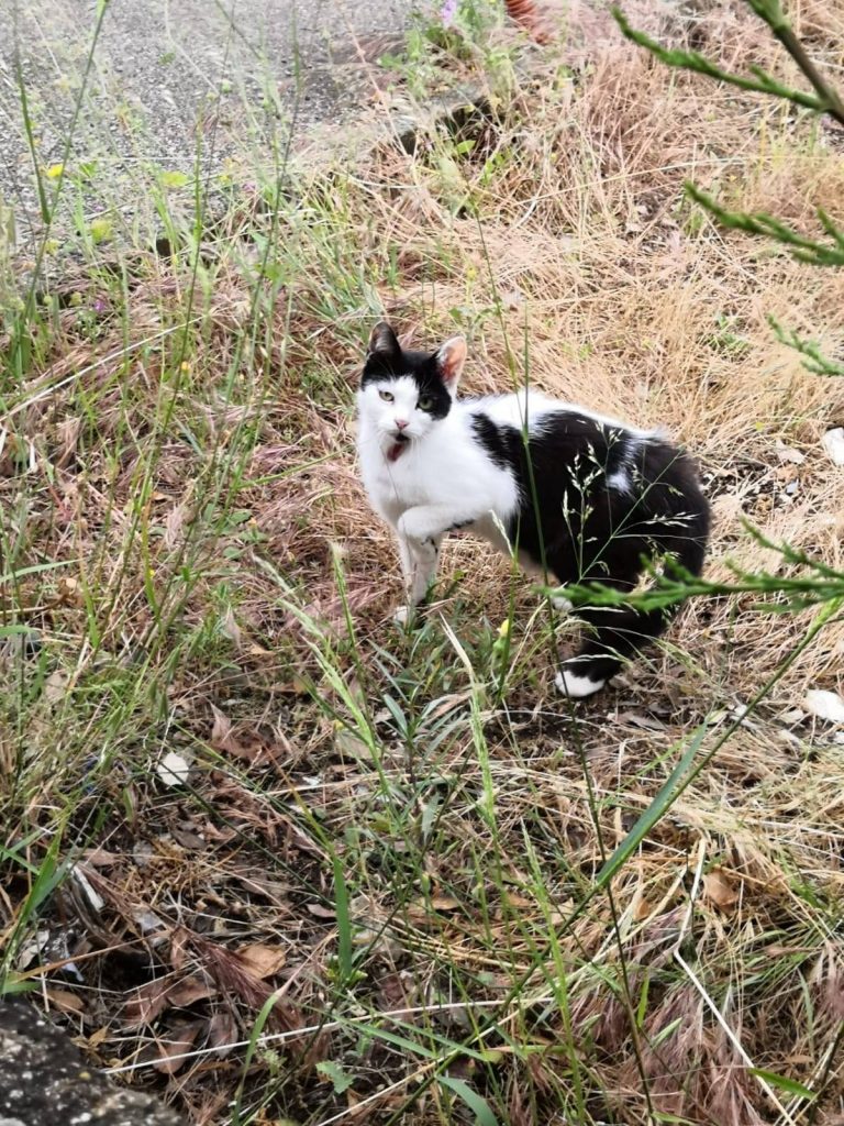 La tragica morte dei gattini di Molfetta