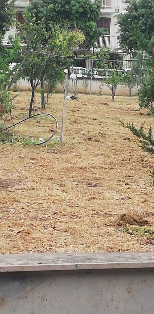 La tragica morte dei gattini di Molfetta